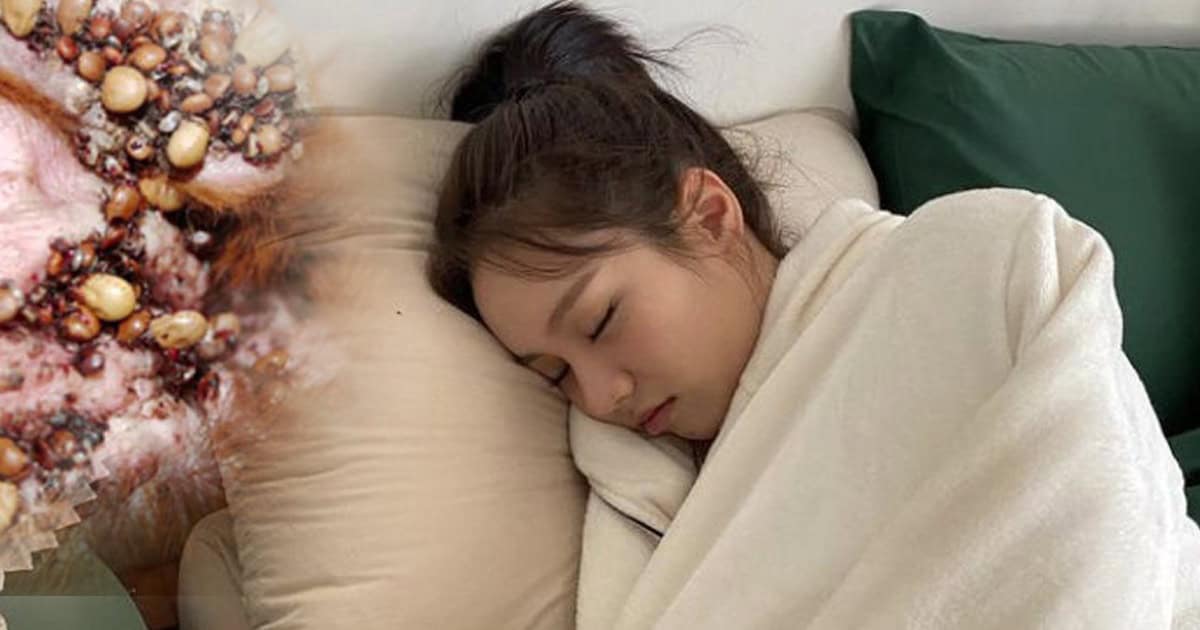 ฝันเห็นเห็บ เลขเด็ด